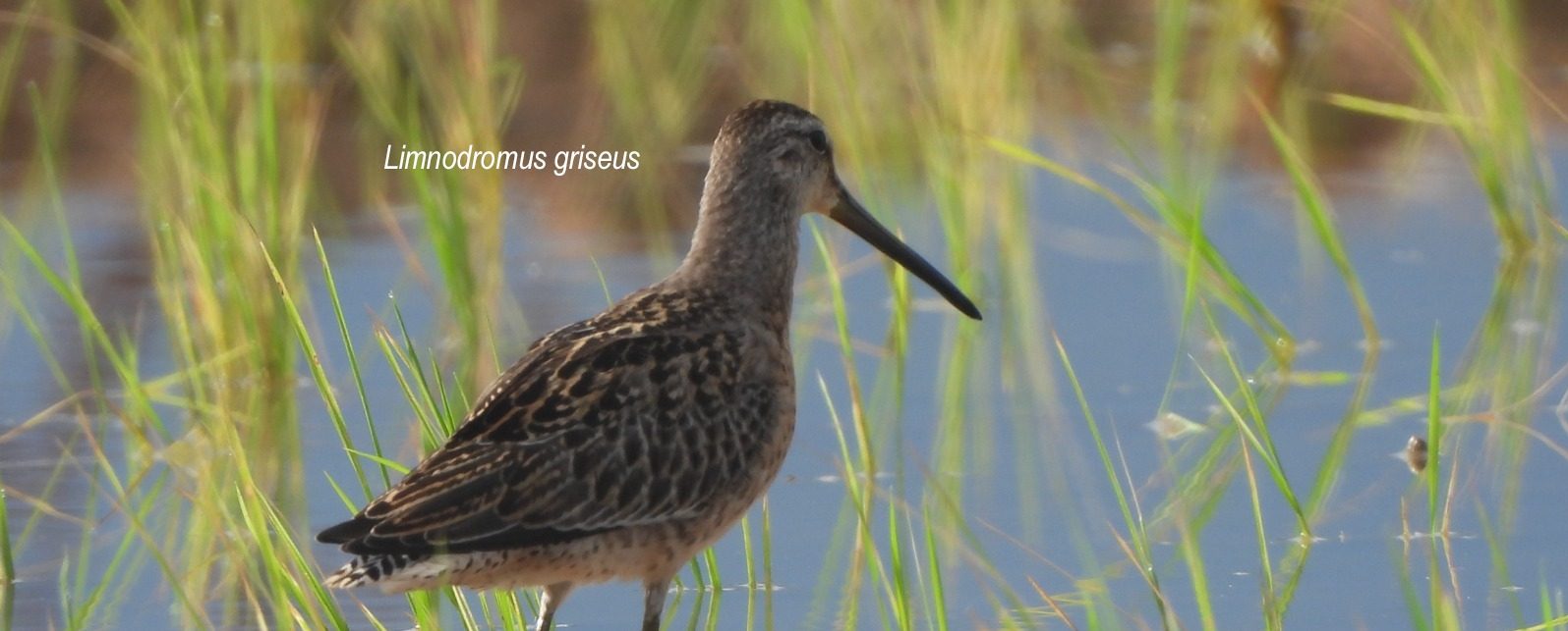 Dos nuevos registros de aves para el Huila