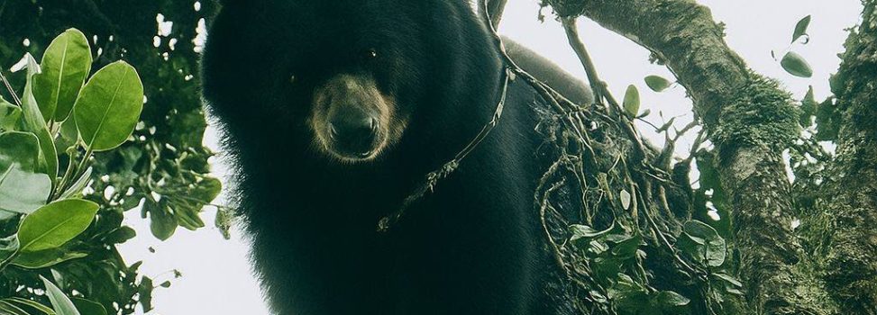 OSO DE ANTEOJOS FUE AVISTADO EN ZONA RURAL DE PALMIRA