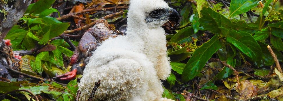 ¡Sorprendente! Registran nido de águila real de montaña en el Huila