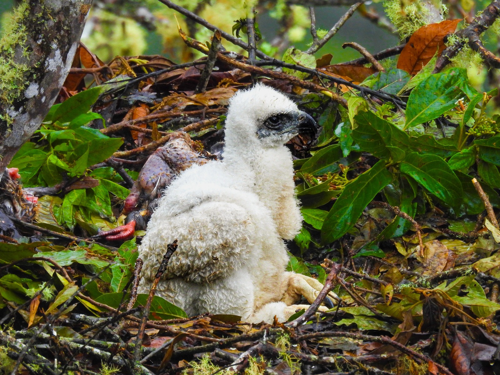 ¡Sorprendente! Registran nido de águila real de montaña en el Huila