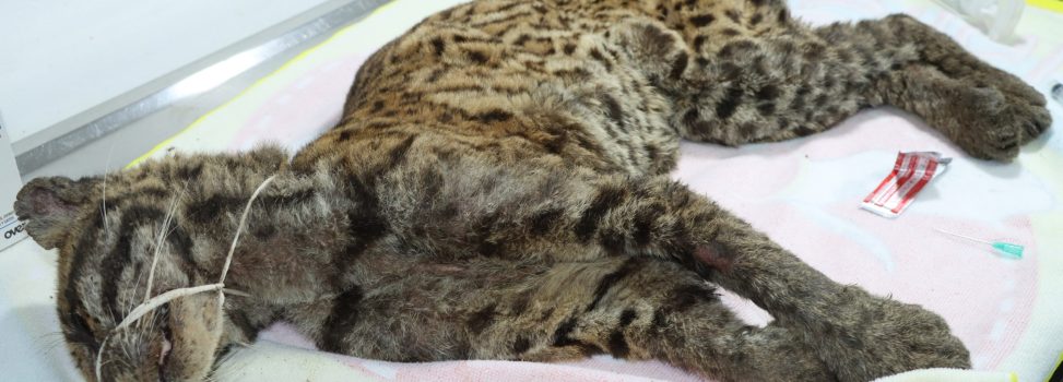 Rescatan a tigrilla abandonada en carreteras del Huila