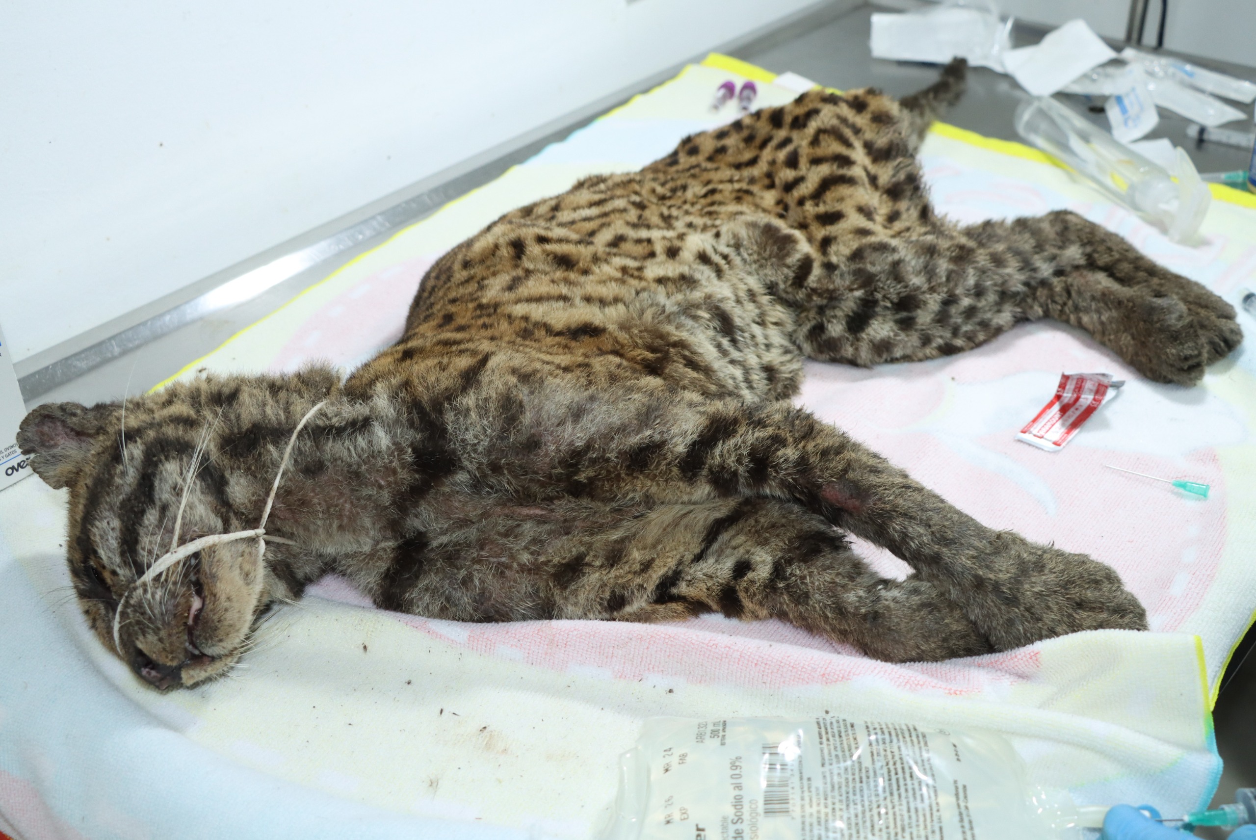 Rescatan a tigrilla abandonada en carreteras del Huila