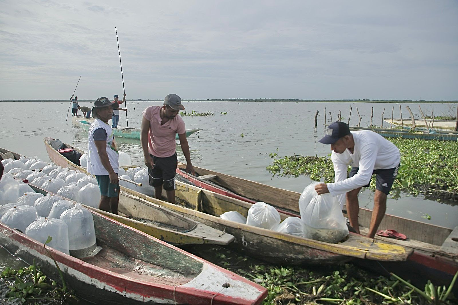 FAO otorga reconocimiento al ‘Plan + Pescao’ por su aporte a los sistemas alimentarios acuáticos sostenibles