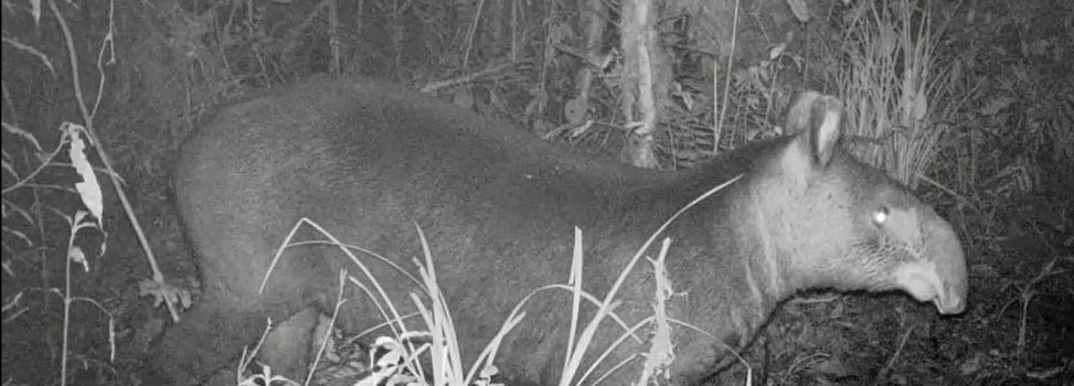 ¡Histórico! Primer registro de danta de montaña en el norte del Huila