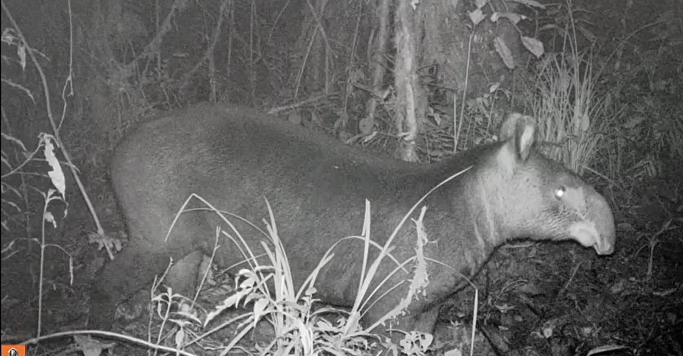 ¡Histórico! Primer registro de danta de montaña en el norte del Huila