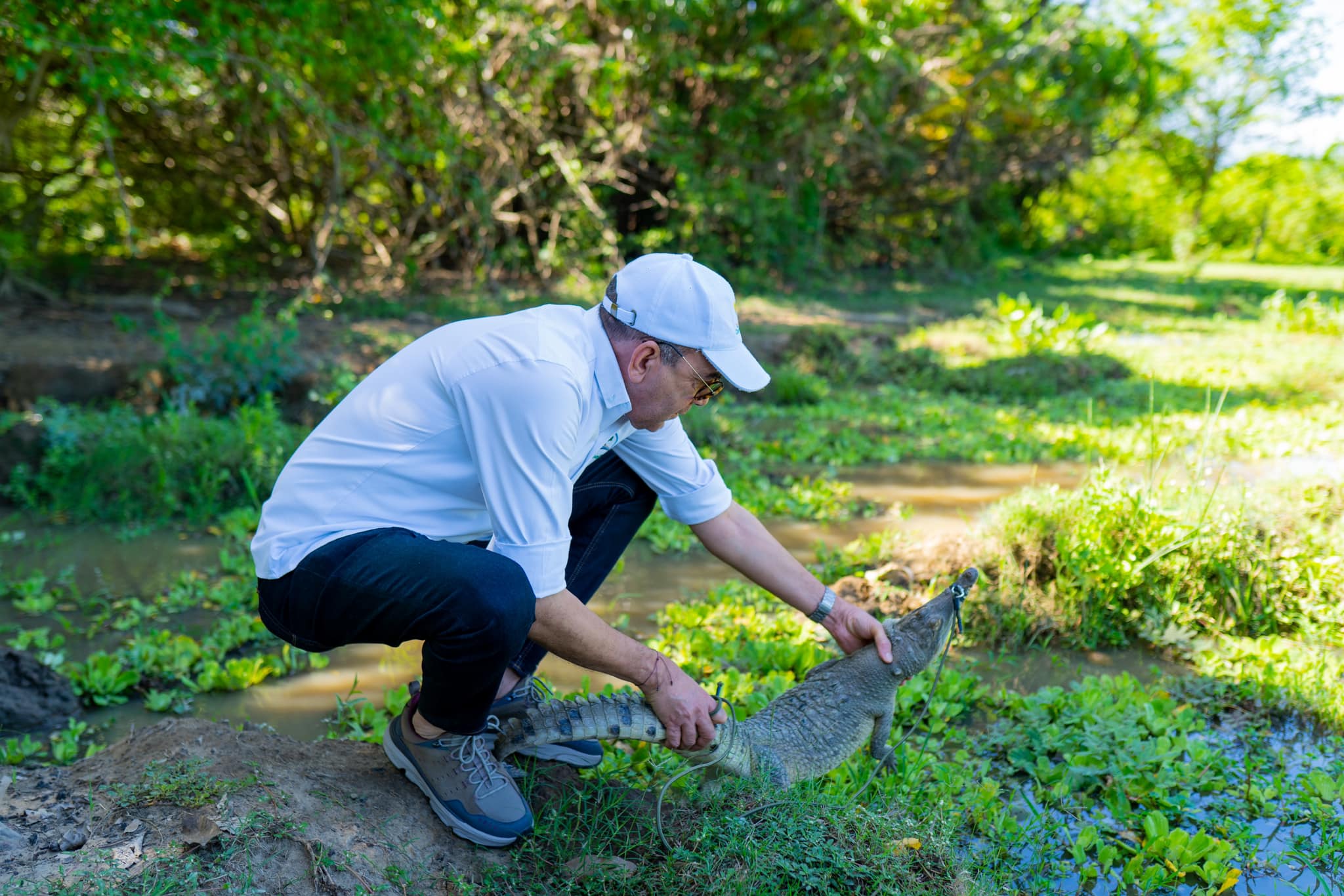 Corpoguajira da a conocer medidas de seguridaden zonas con presencia de caimanes agujas en La Guajira