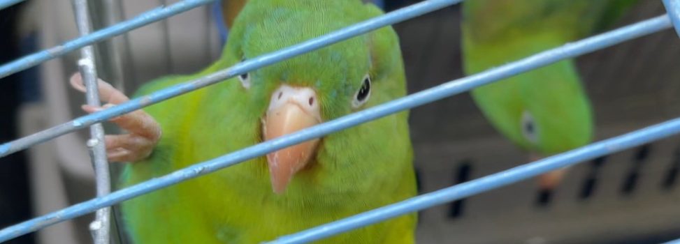 CORPAMAG REINTEGRA MÁS DE 90 EJEMPLARES DE FAUNA SILVESTRE A SU HÁBITAT NATURAL EN EL DEPARTAMENTO DEL MAGDALENA