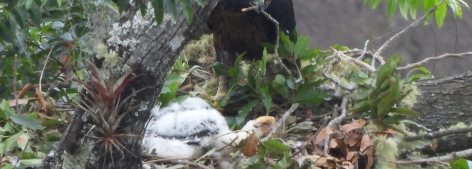 ¡Hermoso! Nuevo registro de polluelo de Águila Real de Montaña en el Huila