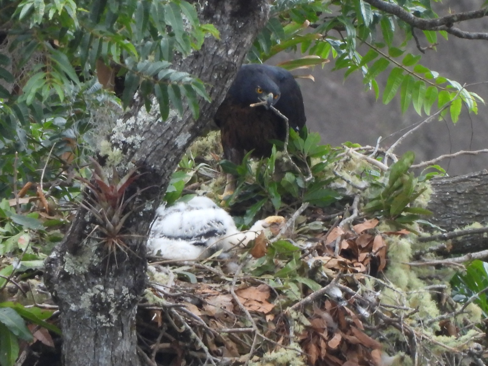 ¡Hermoso! Nuevo registro de polluelo de Águila Real de Montaña en el Huila