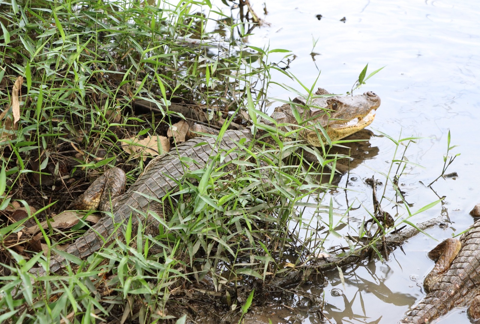 Rescatan y liberan a ocho babillas en el Huila