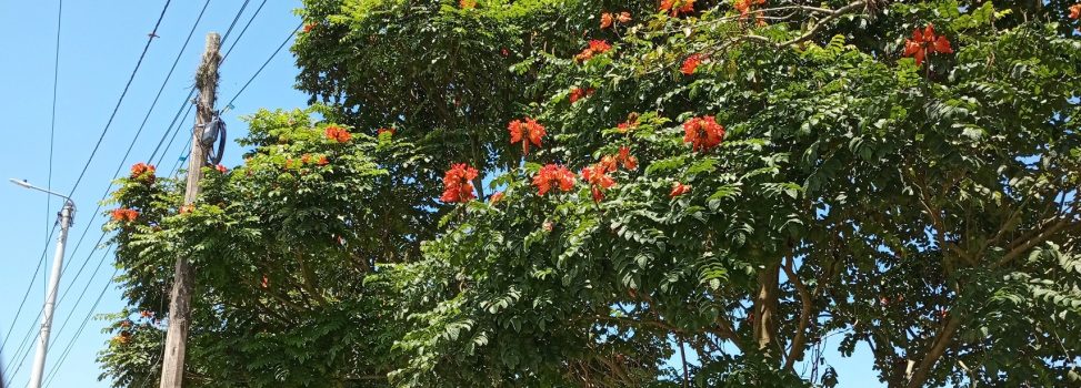 ¡Se buscan! ¡Estas son las especies exóticas invasoras en el Huila