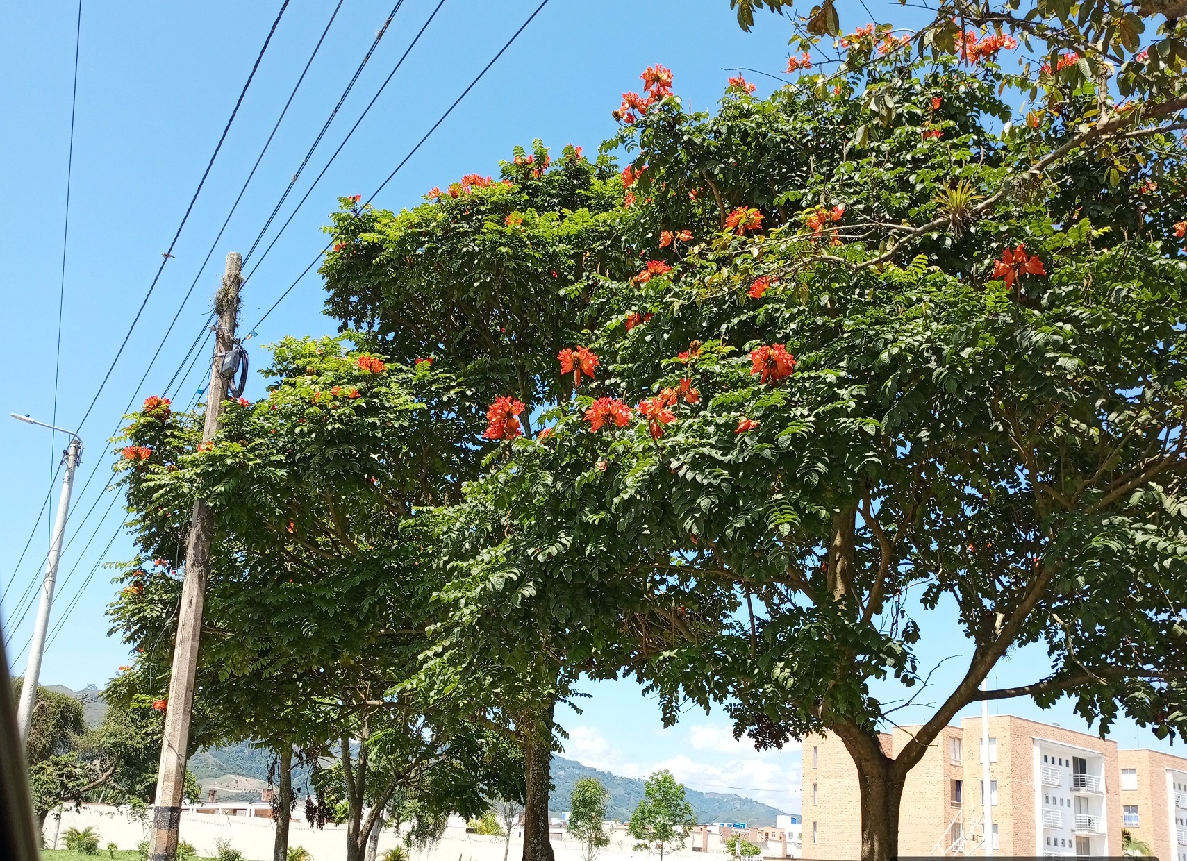 ¡Se buscan! ¡Estas son las especies exóticas invasoras en el Huila