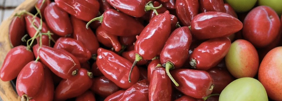 FORTALECIMIENTO DE NEGOCIOS VERDES EN EL VALLE DEL CAUCA FINCA EL MILAGRO, EN ROLDANILLO: UN MODELO DE EDUCACIÓN AMBIENTAL Y PRODUCCIÓN SOSTENIBLE DE PUERTAS ABIERTAS