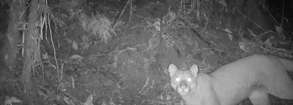 Cortolima registra por primera vez la presencia de un puma en el sur del Tolima