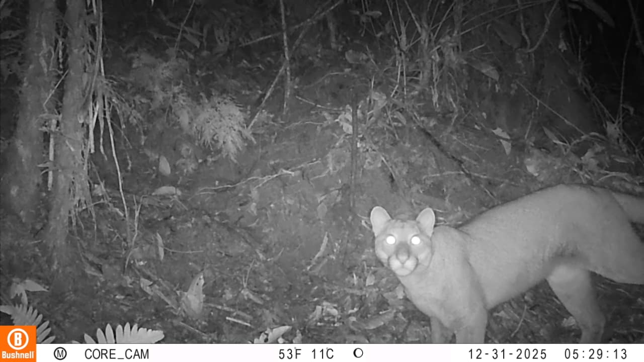 Cortolima registra por primera vez la presencia de un puma en el sur del Tolima