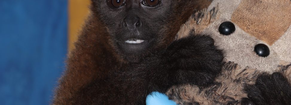 En rehabilitación mono churuco que era tenido como mascota en Tello -Huila