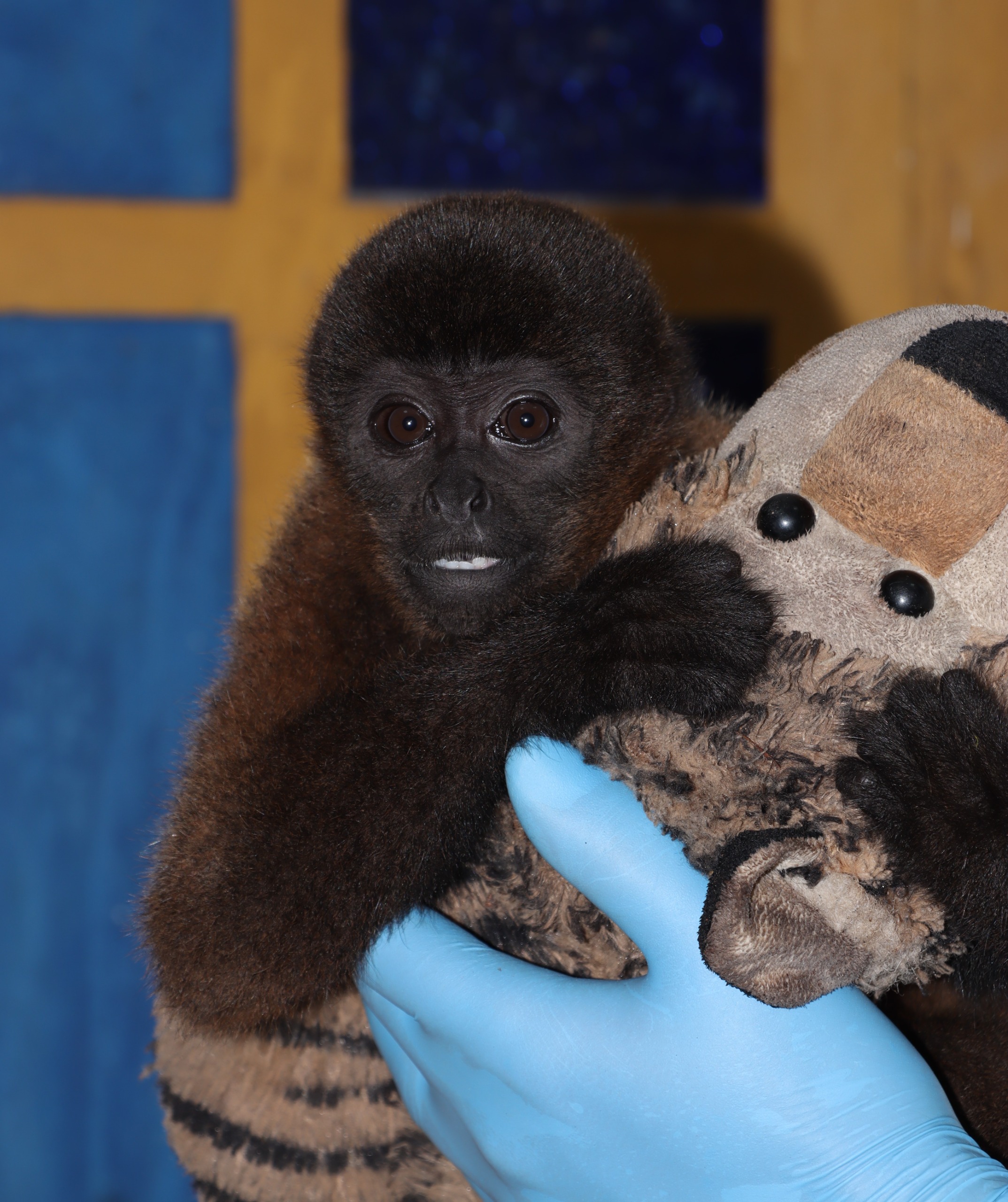 En rehabilitación mono churuco que era tenido como mascota en Tello -Huila
