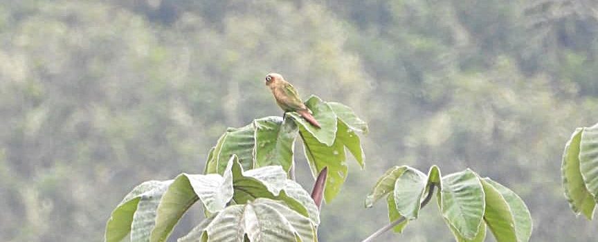 Nueva especie de ave fue registrada en el Huila