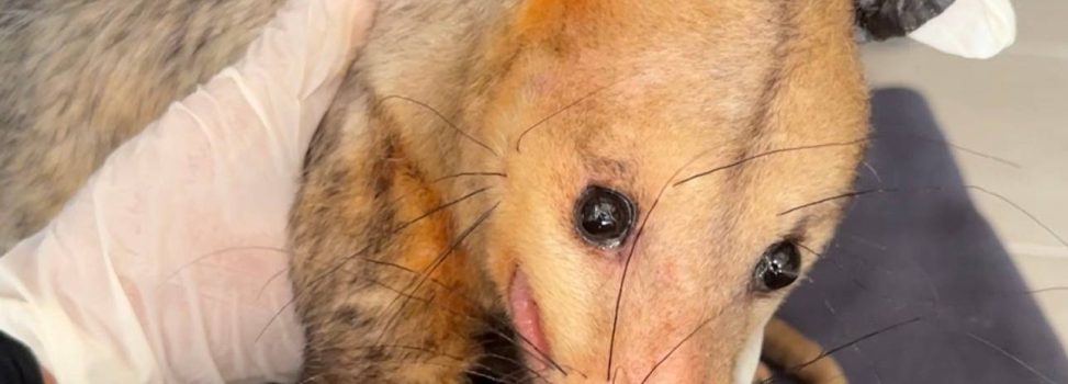 TRABAJO CONJUNTO ENTRE LA COMUNIDAD Y LA AUTORIDAD AMBIENTAL ZARIGÜEYA HERIDA EN BUGA RECIBE ATENCIÓN ESPECIALIZADA DE LA CVC