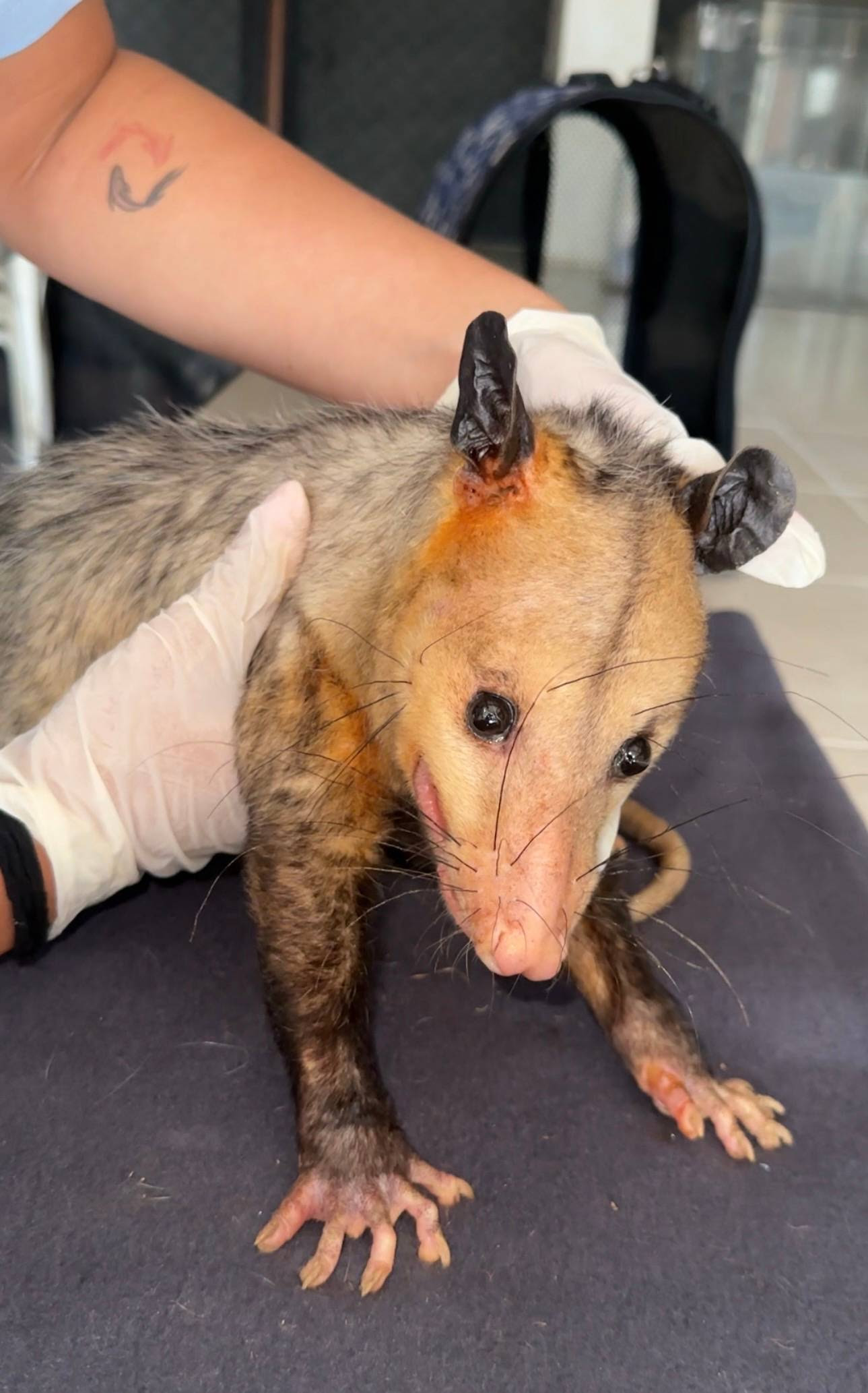 TRABAJO CONJUNTO ENTRE LA COMUNIDAD Y LA AUTORIDAD AMBIENTAL ZARIGÜEYA HERIDA EN BUGA RECIBE ATENCIÓN ESPECIALIZADA DE LA CVC