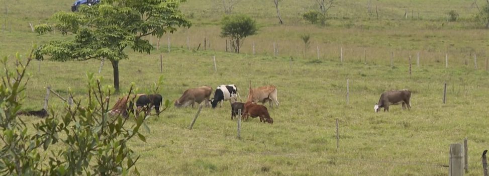 FINCA GANADERA EN YOTOCO SE CONVIERTE EN MODELO DE PROTECCIÓN DE NACIMIENTOS DE AGUA