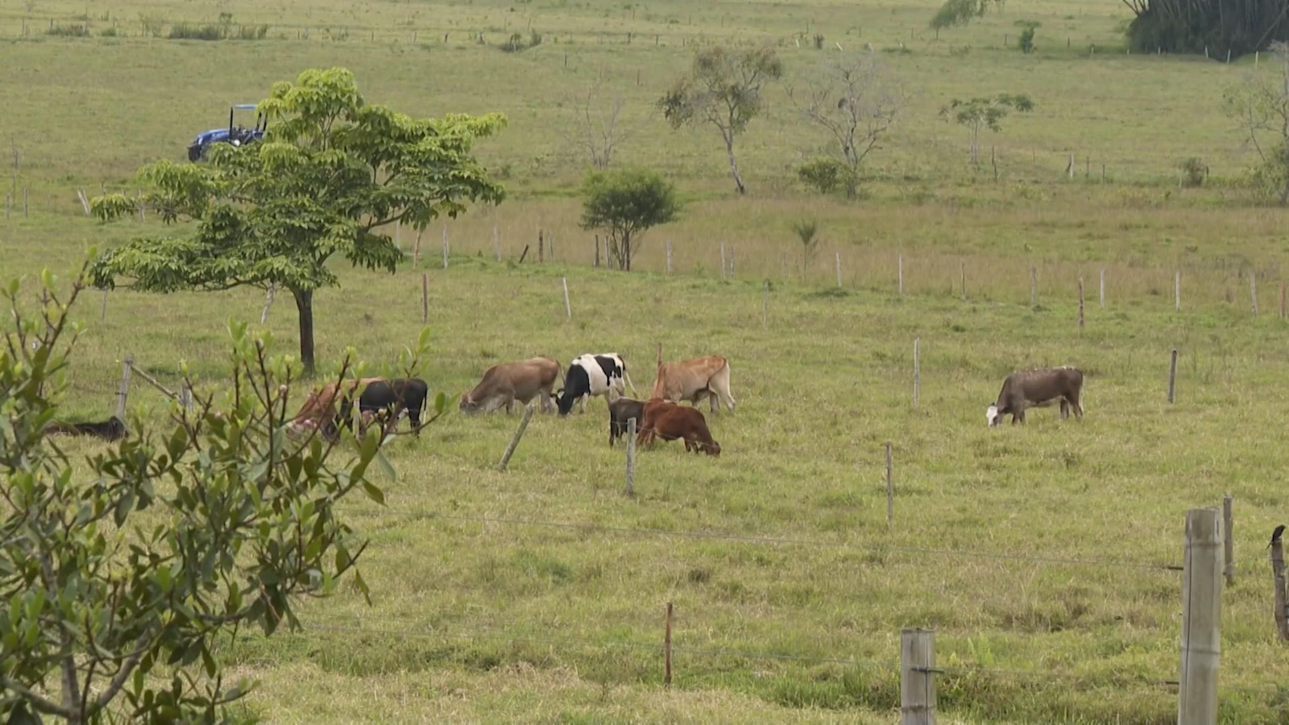 FINCA GANADERA EN YOTOCO SE CONVIERTE EN MODELO DE PROTECCIÓN DE NACIMIENTOS DE AGUA