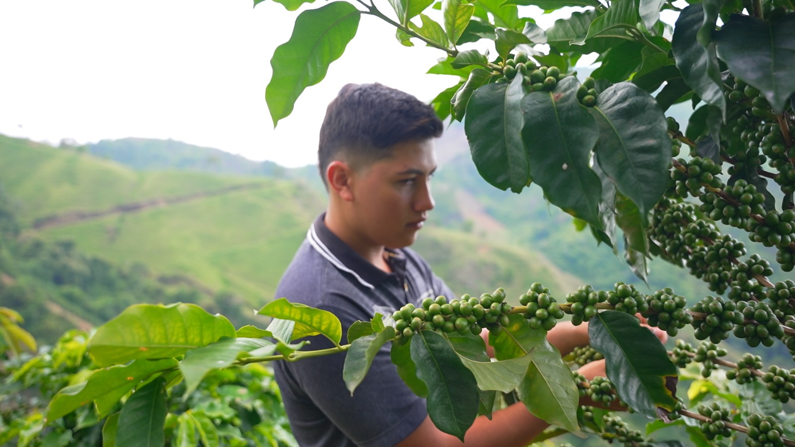 Ganadería y caficultura del Huila le apuestan a la conectividad ecológica
