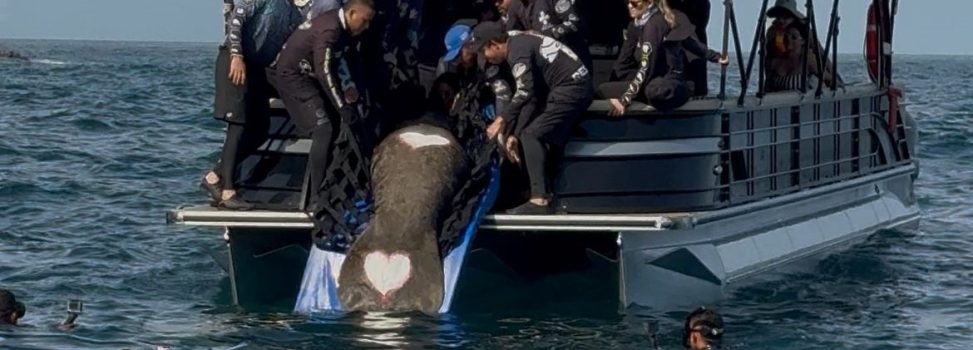 MANATÍ “CIRUELITO” REGRESÓ AL MAR LUEGO DE MÁS DE UN AÑO DE REHABILITACIÓN EN EL CENTRO DE RESCATE DE FAUNA MARINA