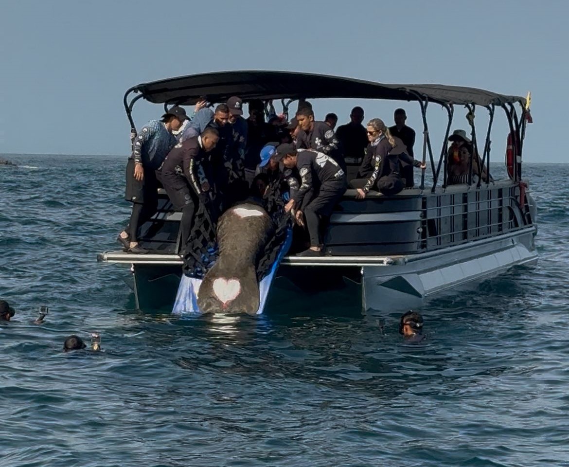 MANATÍ “CIRUELITO” REGRESÓ AL MAR LUEGO DE MÁS DE UN AÑO DE REHABILITACIÓN EN EL CENTRO DE RESCATE DE FAUNA MARINA