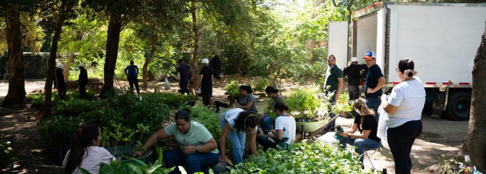 Más de 400 mil plantas entregan las CAR para celebrar el Domingo de Ramos