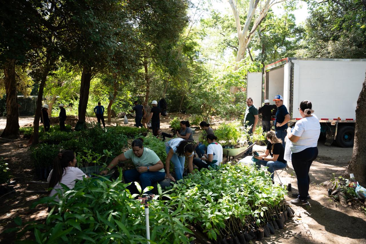 Más de 400 mil plantas entregan las CAR para celebrar el Domingo de Ramos