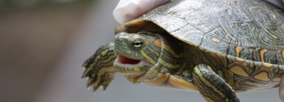 En 2025 las CAR atendieron más de 40 mil animales