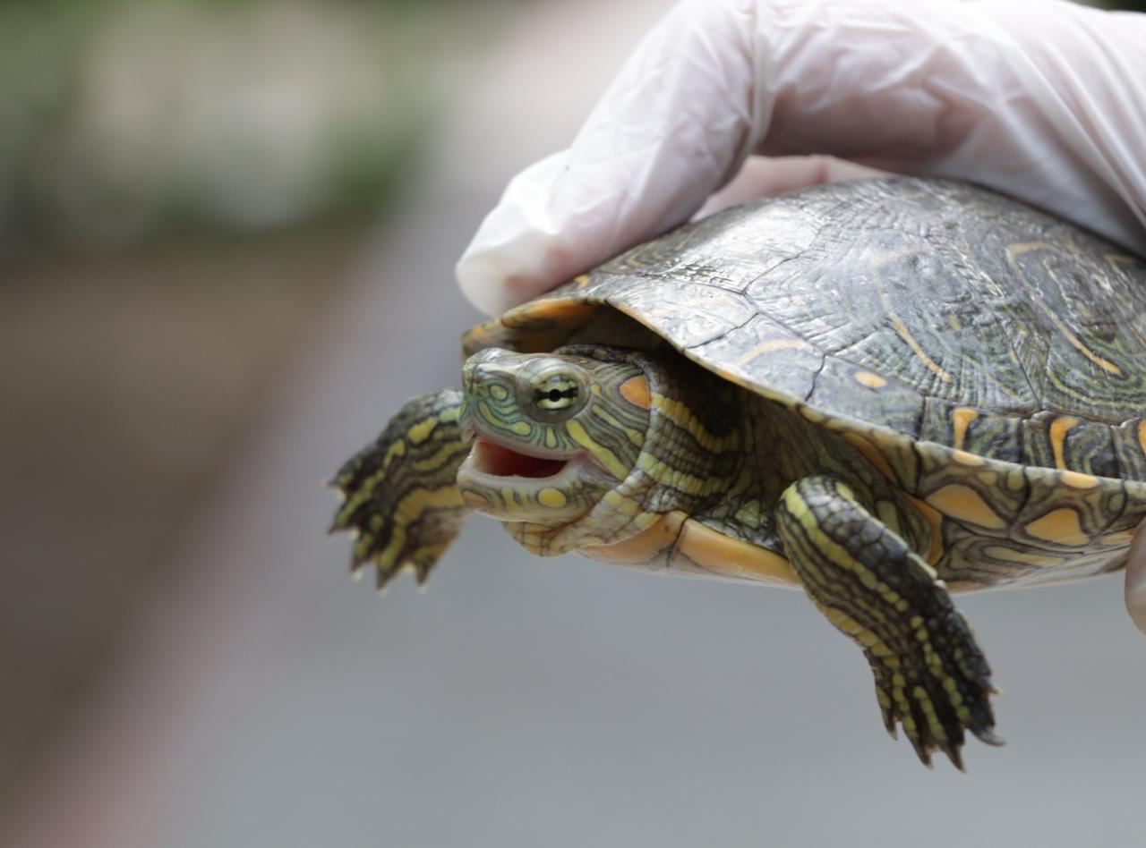 En 2025 las CAR atendieron más de 40 mil animales