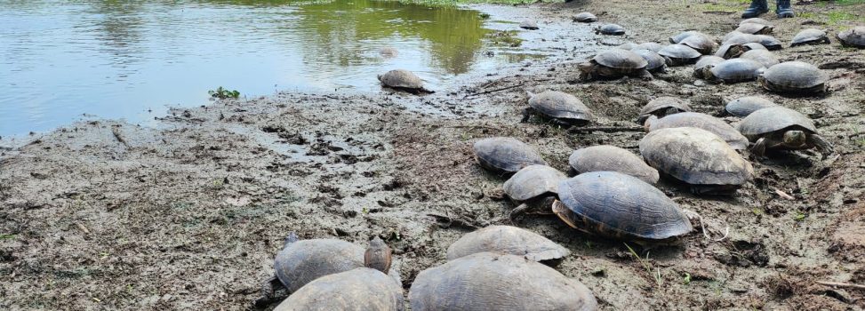Más de 15.500 huevos de iguana y mil tortugas han sido decomisadas en 2026