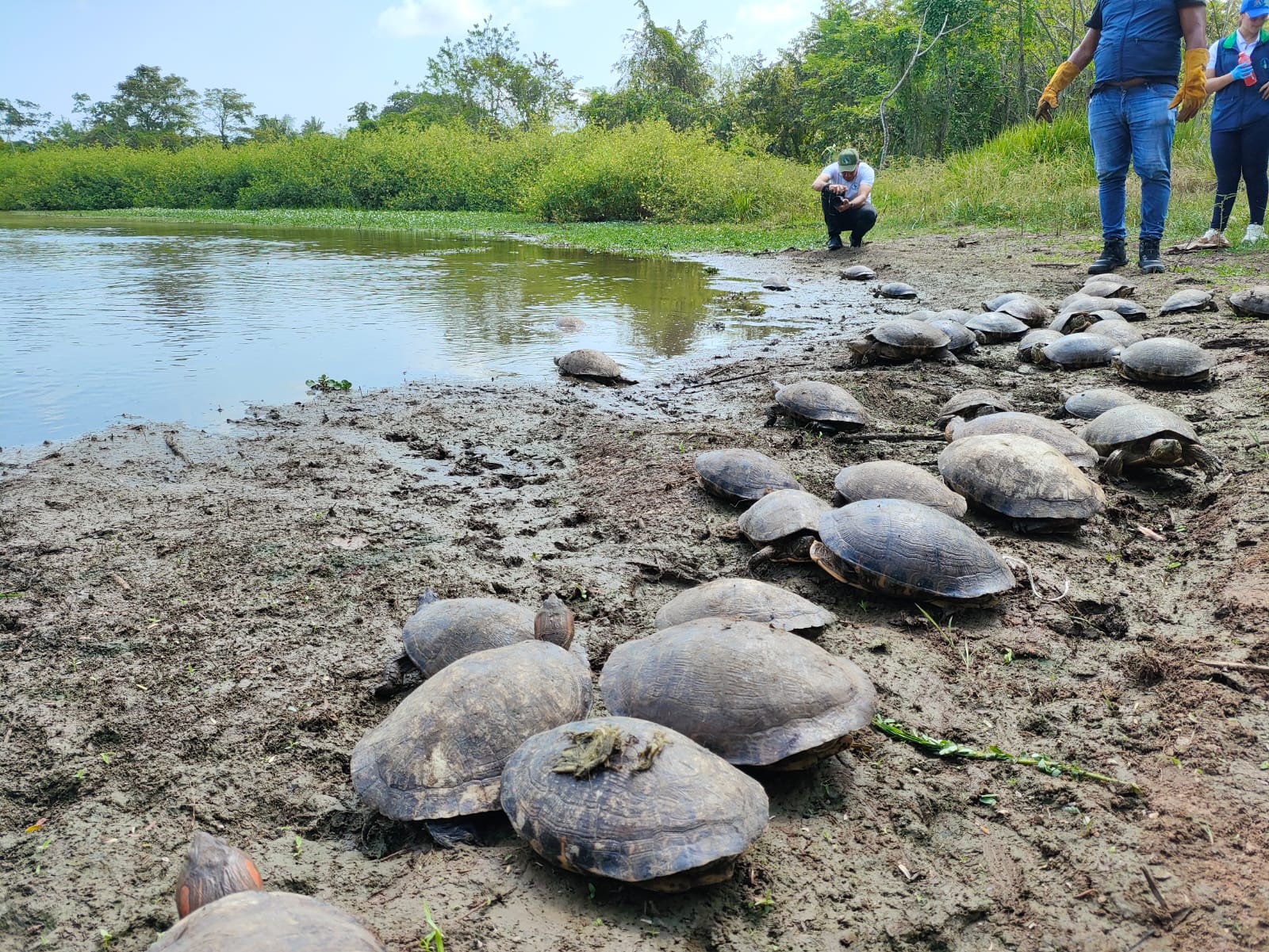 Más de 15.500 huevos de iguana y mil tortugas han sido decomisadas en 2026