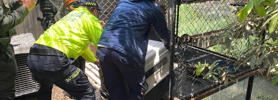 RESCATAN EN JAMUNDÍ DOS OCELOTES HEMBRAS USADAS COMO EXHIBICIÓN
