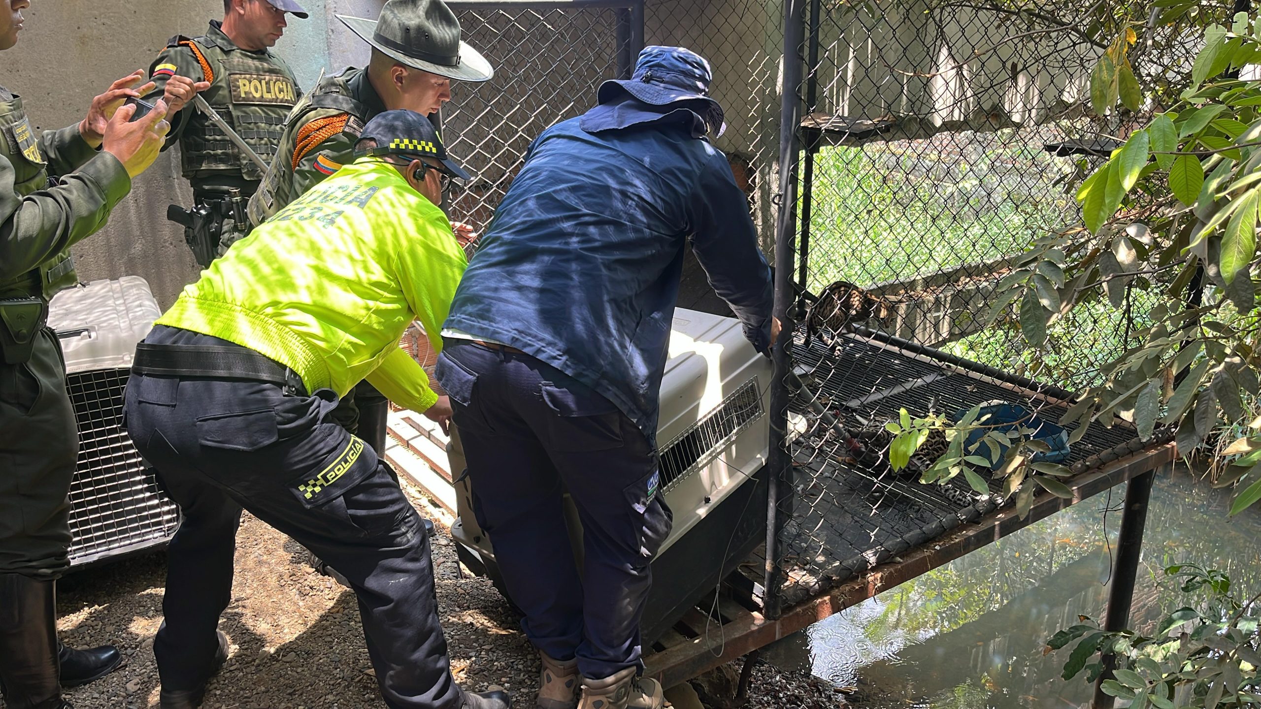 RESCATAN EN JAMUNDÍ DOS OCELOTES HEMBRAS USADAS COMO EXHIBICIÓN