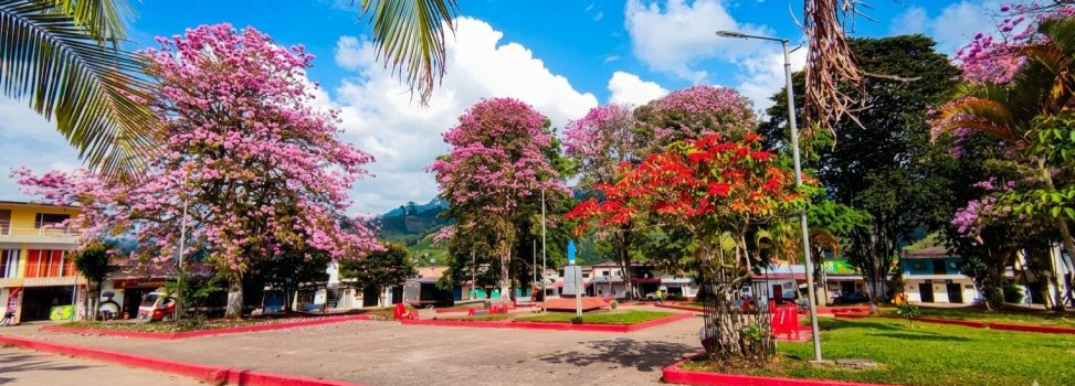 34 árboles del Huila buscan ser declarados Monumento Natural