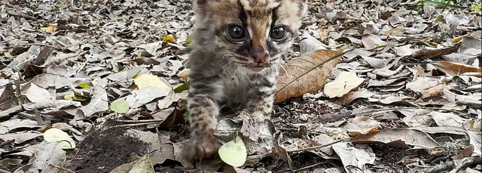 Cría de tigrillo fue rescatado por la CAM en el sur del Huila