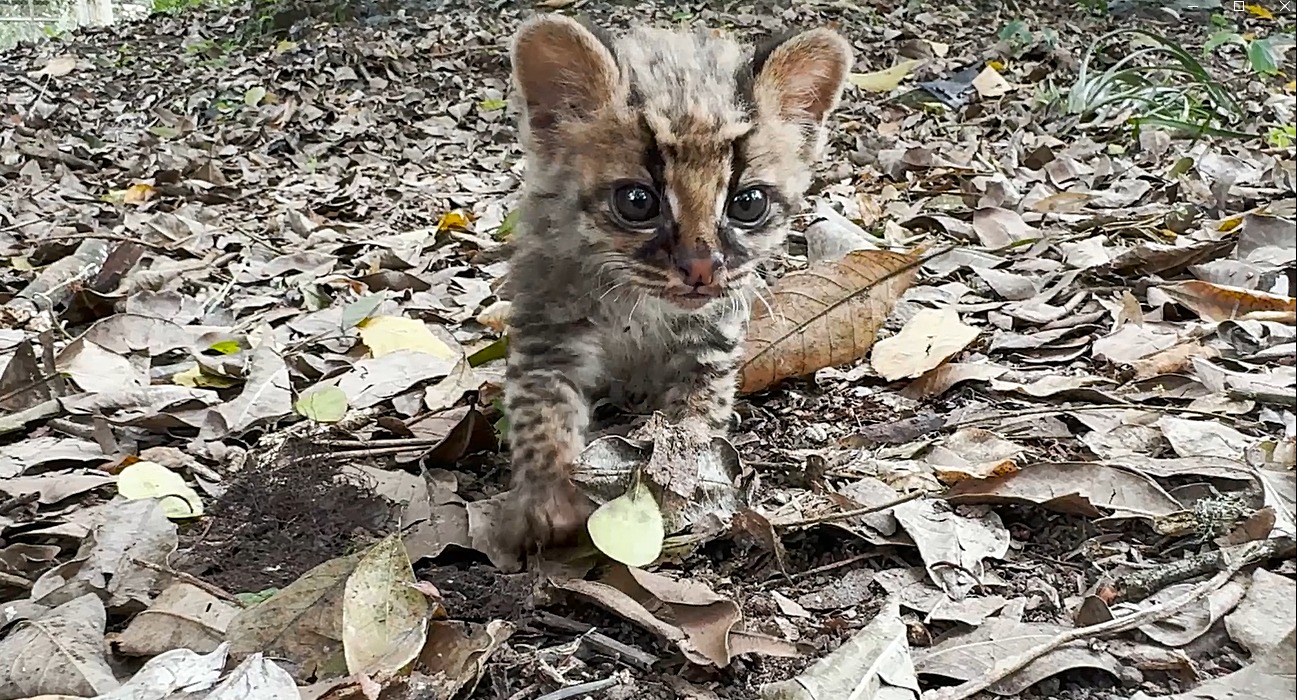 Cría de tigrillo fue rescatado por la CAM en el sur del Huila