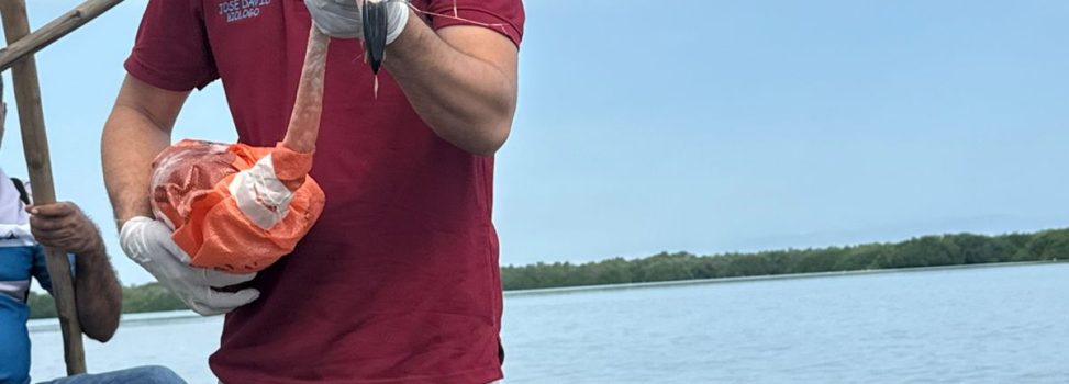 CORPAMAG CONMEMORA EL DÍA DE LA TIERRA LIBERANDO 8 FLAMENCOS ROSADOS EN LA CIÉNAGA GRANDE DE SANTA MARTA