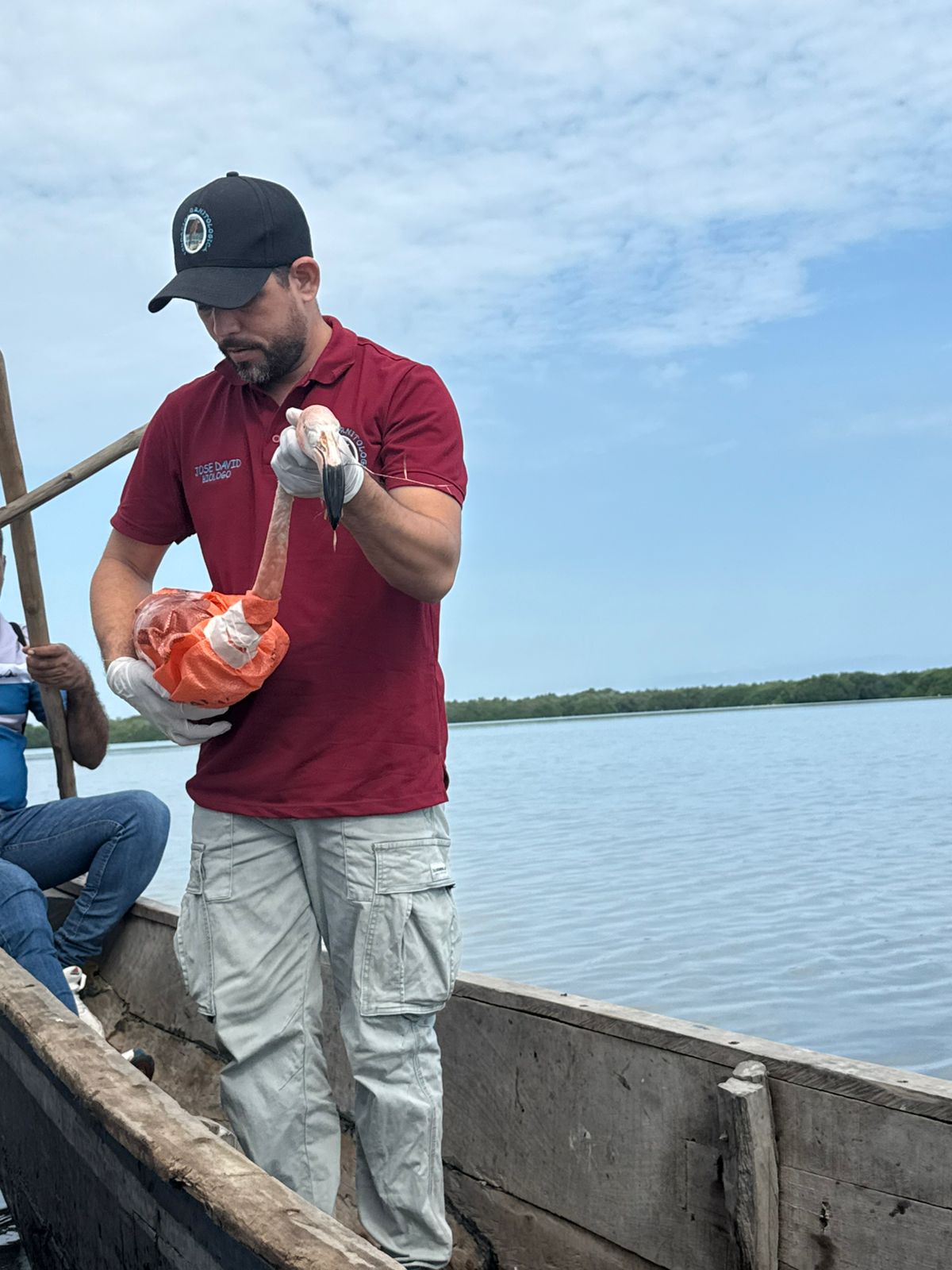 CORPAMAG CONMEMORA EL DÍA DE LA TIERRA LIBERANDO 8 FLAMENCOS ROSADOS EN LA CIÉNAGA GRANDE DE SANTA MARTA