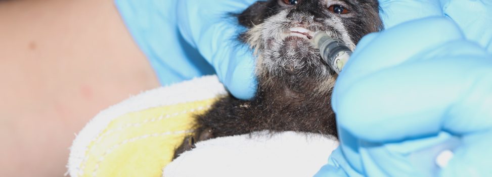 La CAM rescata tití amazónico en Neiva