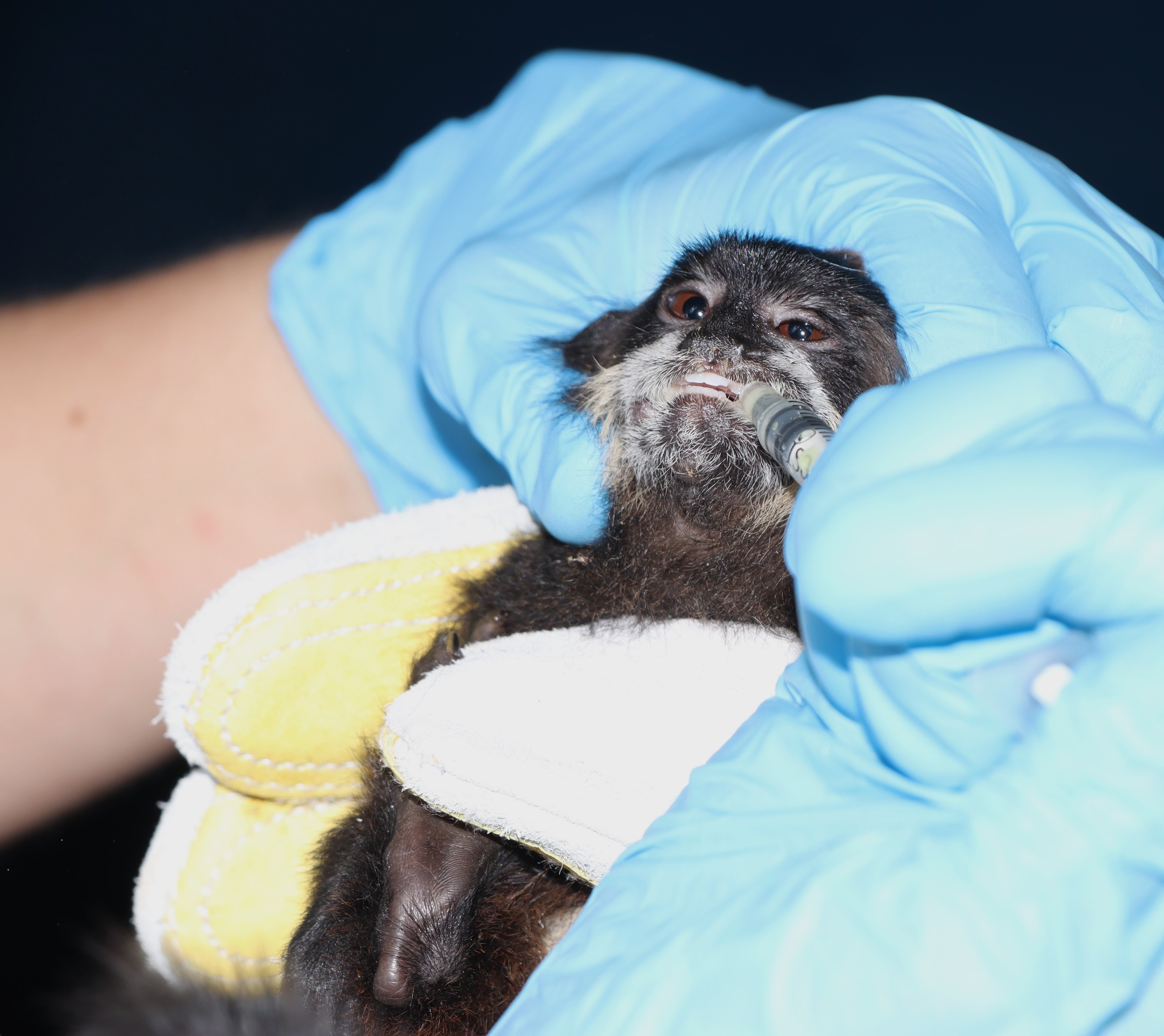 La CAM rescata tití amazónico en Neiva