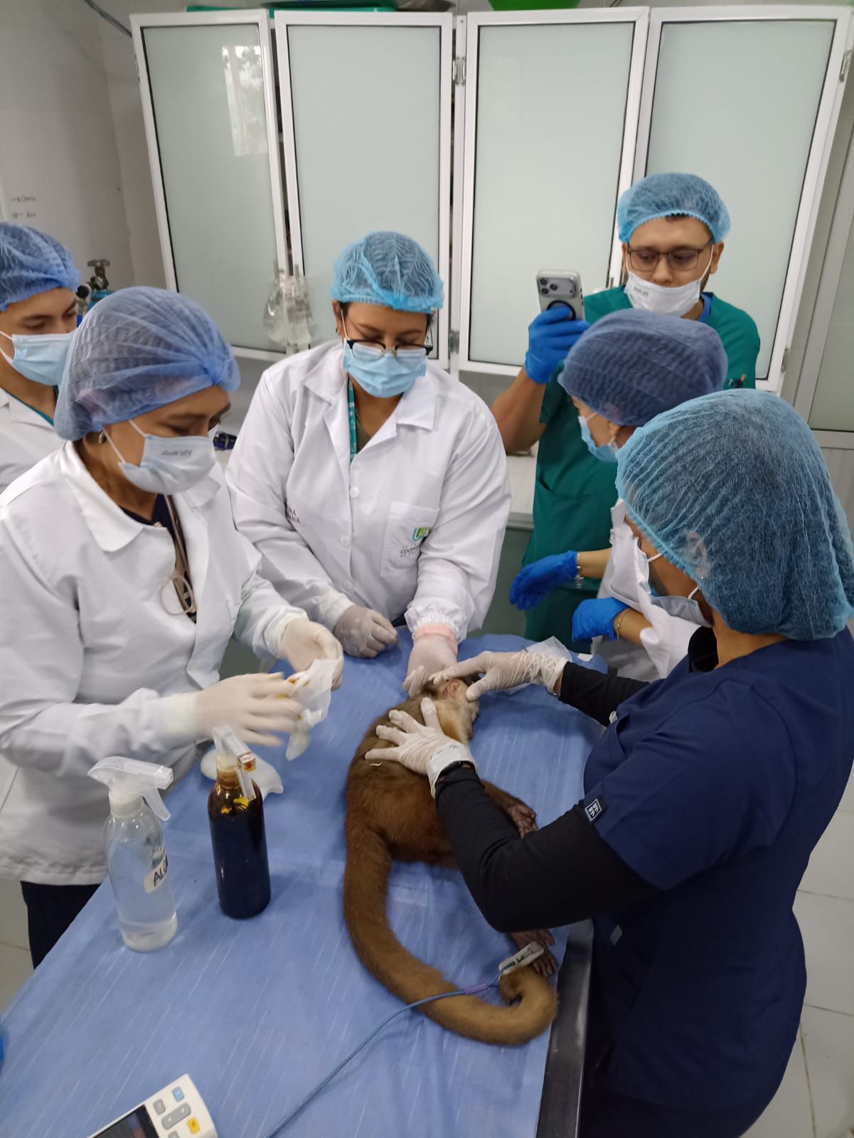 CDMB y la UCC lideran primer proceso en Colombia de recolección de tejidos de fauna silvestre para biobanco