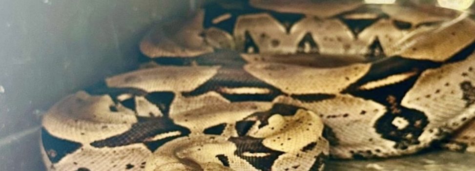 JOVEN EXHIBÍA A UNA BOA EN SUS REDES SOCIALES. LA CVC  RESCATÓ AL ANIMAL