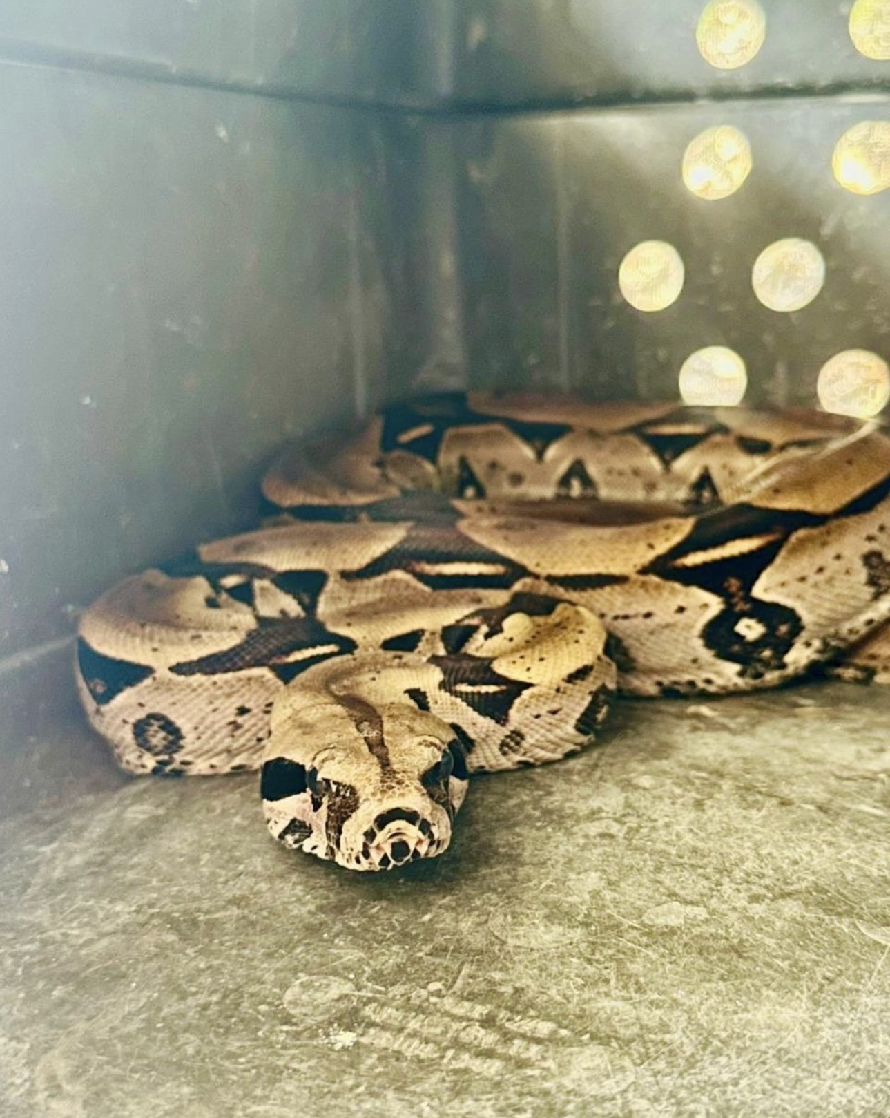 JOVEN EXHIBÍA A UNA BOA EN SUS REDES SOCIALES. LA CVC  RESCATÓ AL ANIMAL