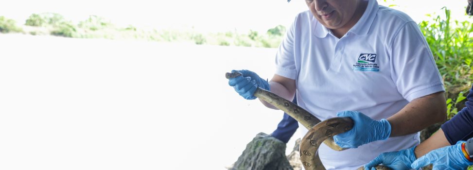 429 animales silvestres vuelven a la libertad en gran jornada de conservación en Bolívar