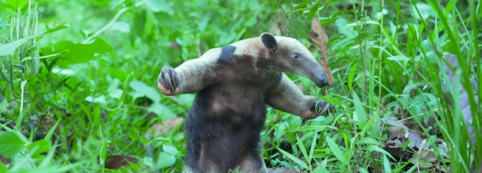 La CAM rescató, rehabilitó y liberó a 16 animales silvestres en el Huila