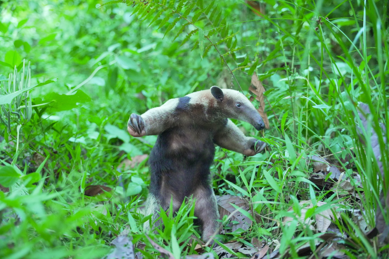 La CAM rescató, rehabilitó y liberó a 16 animales silvestres en el Huila